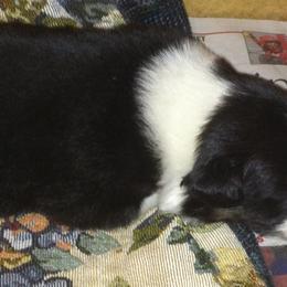 Australian Shepherd Puppies from Jamara Aussies