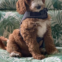 Goldendoodle and Labradoodle Puppies from Blessing Labradoodles, Goldendoodles, standard and mini’s