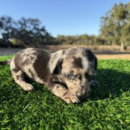 Blue Dapple Girl - Dapple female Dachshund puppy in Apopka, Florida from The HotDog Stand