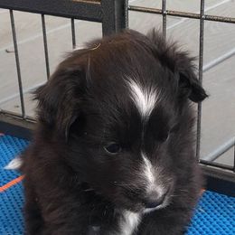 Shetland Sheepdogs from Salt City Shelties