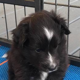 Shetland Sheepdogs from Salt City Shelties