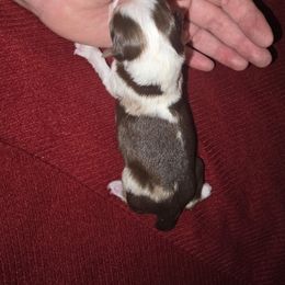Cindy Lou - Red merle female Miniature Australian Shepherd puppy in Arlington, Texas from CopperHead Aussies