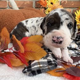 Hunter - Harlequin male Great Dane puppy in Grand Blanc, Michigan from Green’s Great Danes