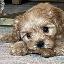 Cavapoo Puppies from Wee-1 Cavapoos