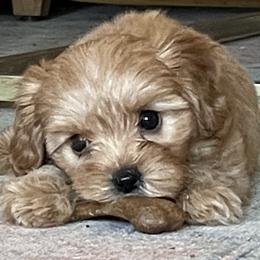 Cavapoo Puppies from Wee-1 Cavapoos