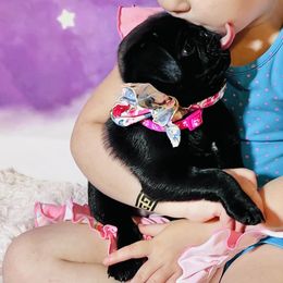 Pug Puppies from Lindsay’s Cenla Pugs!