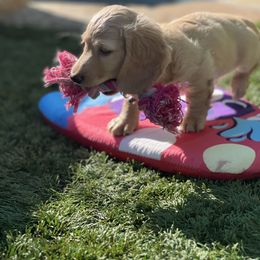 Dachshund Puppies from Delta Dachshunds