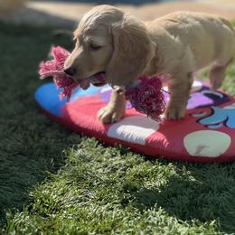 Dachshund Puppies from Delta Dachshunds