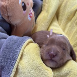 Wynonna Judd -pink collar - Red  female Goldendoodle puppy in Chino Valley, Arizona from Bass Creek Doodles