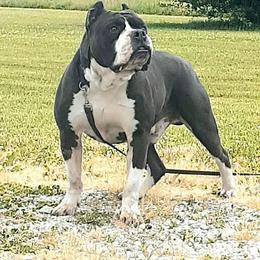 Mac - Alapaha Blue Blood Bulldog