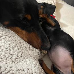 Dachshund Puppies from Lee’s Legendary Dachshunds