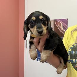 Dachshund Puppies from Appalachian Dachshunds