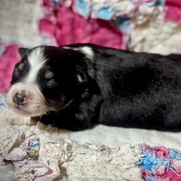 Tri male - Black tri male Miniature Australian Shepherd puppy in Lemon Cove, California from Magic Ranch Mini Aussies