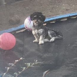 Gracie  - Shihpoo