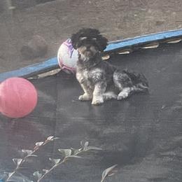 Gracie  - Shihpoo