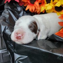 Girl 2 - Chestnut female Llewellin Setter puppy in North Dinwiddie, Virginia from Pups Furever