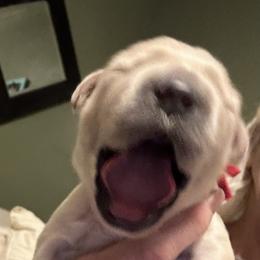 Golden Retriever Puppies from Hagan's Golden Retrievers