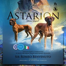 Astarion - Great Dane