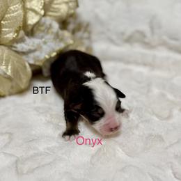 Onyx - Black tri female Miniature Australian Shepherd puppy in Chino Valley, Arizona from BlueZion Aussies
