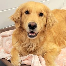 Golden Retrievers from Sunwell Golden Retrievers