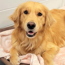Golden Retrievers from Sunwell Golden Retrievers
