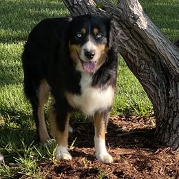 Dara - Australian Shepherd