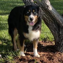 Dara - Australian Shepherd