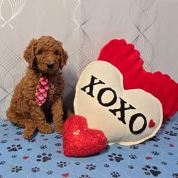 Marshall - Green Collar - Red  male Goldendoodle puppy in Auburn, Kansas from Puppy Paradise:  English Mastiff Puppies & Standard Goldendoodle Puppies
