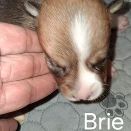 Girl 3 - female Pembroke Welsh Corgi puppy in Kingman, Kansas from Tiny Titans K9