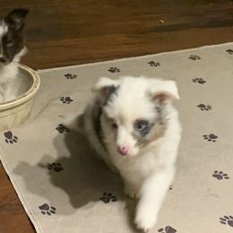 Toy Australian Shepherd Puppies from Desert Fox Aussies