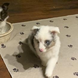 Toy Australian Shepherd Puppies from Desert Fox Aussies