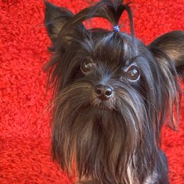 Yorkshire Terriers from NV My Little Yorkies