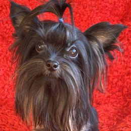 Yorkshire Terriers from NV My Little Yorkies