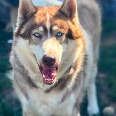 Chenoa - Native American Indian Dog