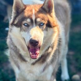 Chenoa - Native American Indian Dog