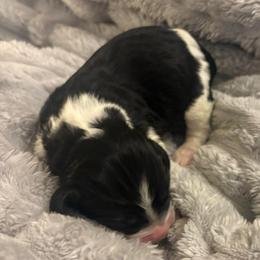 Nova - Black and white female English Springer Spaniel puppy in St Johnsbury, Vermont from Paradise Valley Springers