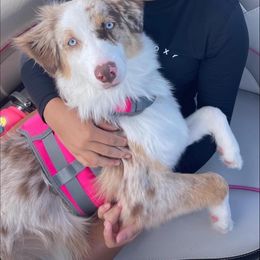 Australian Shepherd Puppies from Janovsky Australian Shepherds- AKC Registered