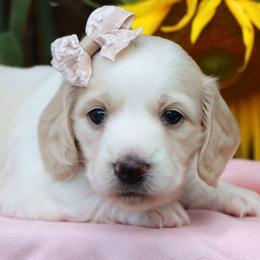 Firefly - Cream female Dachshund puppy in Wakarusa, Indiana from PuppyLove Dachshunds