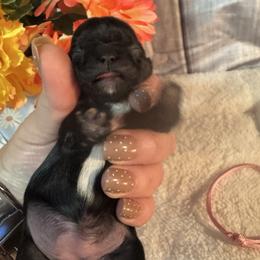 Violet - Black and white female Shih Tzu puppy in Success, Missouri from Salty Pawz Kennel LLC