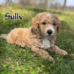 Sully - Apricot male Goldendoodle puppy in Nortonville, Kentucky from Deb’s KY Doodles