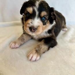 Frio - Blue merle male Australian Shepherd puppy in Beach City, Texas from Salt N Sass Aussies