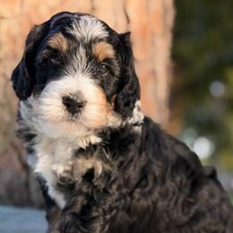 Aegean - Tri-color female Bernedoodle puppy in Russellville, Arkansas from Crossgate Doodles