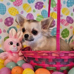 AKC BRONZE GRAND CHAMPION SIRED ASHLEY - Black sabled fawn female Chihuahua puppy in Newport, Maine from Pinewood Acres Chihuahuas