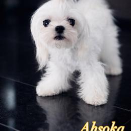 Ahsoka - Maltese