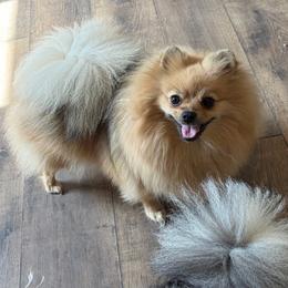 Nova - Orange sable female Pomeranian puppy in Richmond, Kentucky from Pixie Dust Pomeranians
