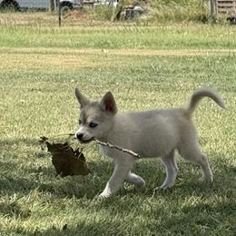 Cynthia - Merle female Pomsky puppy in Amarillo, Texas from Pom Pom Pomskies