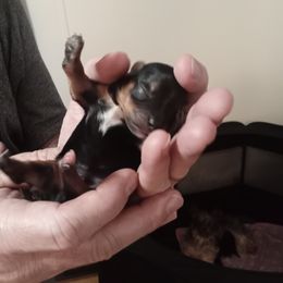 Yorkshire Terrier Puppies from Loving Laps (Yorkies raised right )