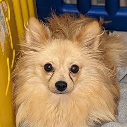 Shyanne - Pomeranian