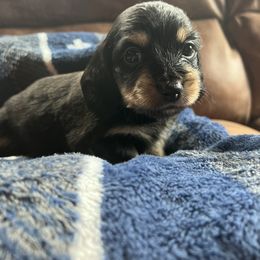 Dachshund Puppies from Wet Mountain Weenie Dogs