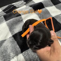Orange Girl - Black gold and white female Shorkie puppy in San Tan Valley, Arizona from Great Mates